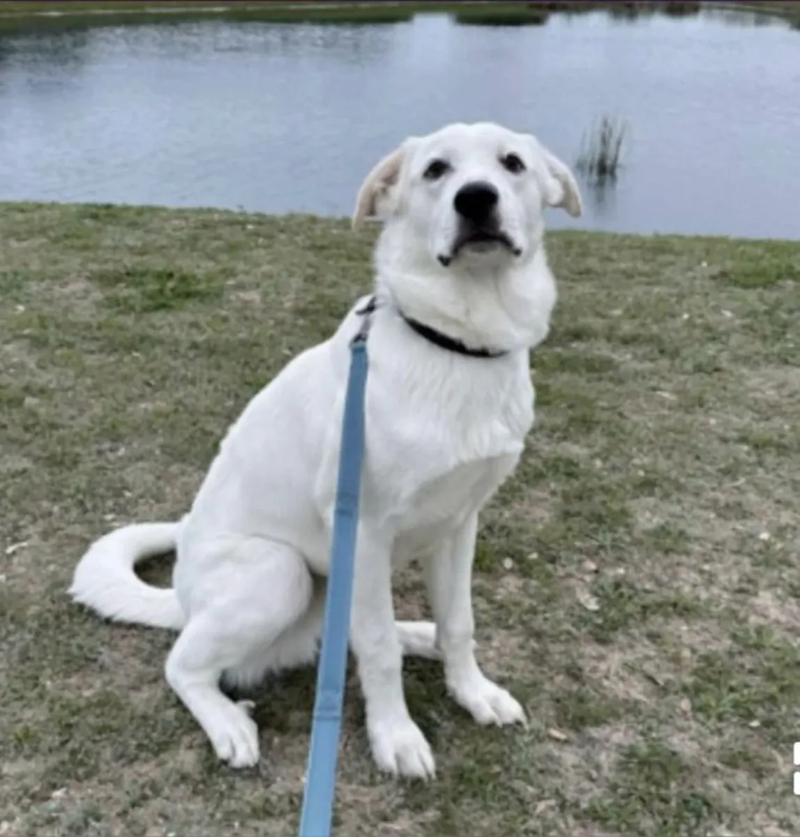 Akbaş Sahiplendirme | Sessiz, Zeki ve Güvenilir