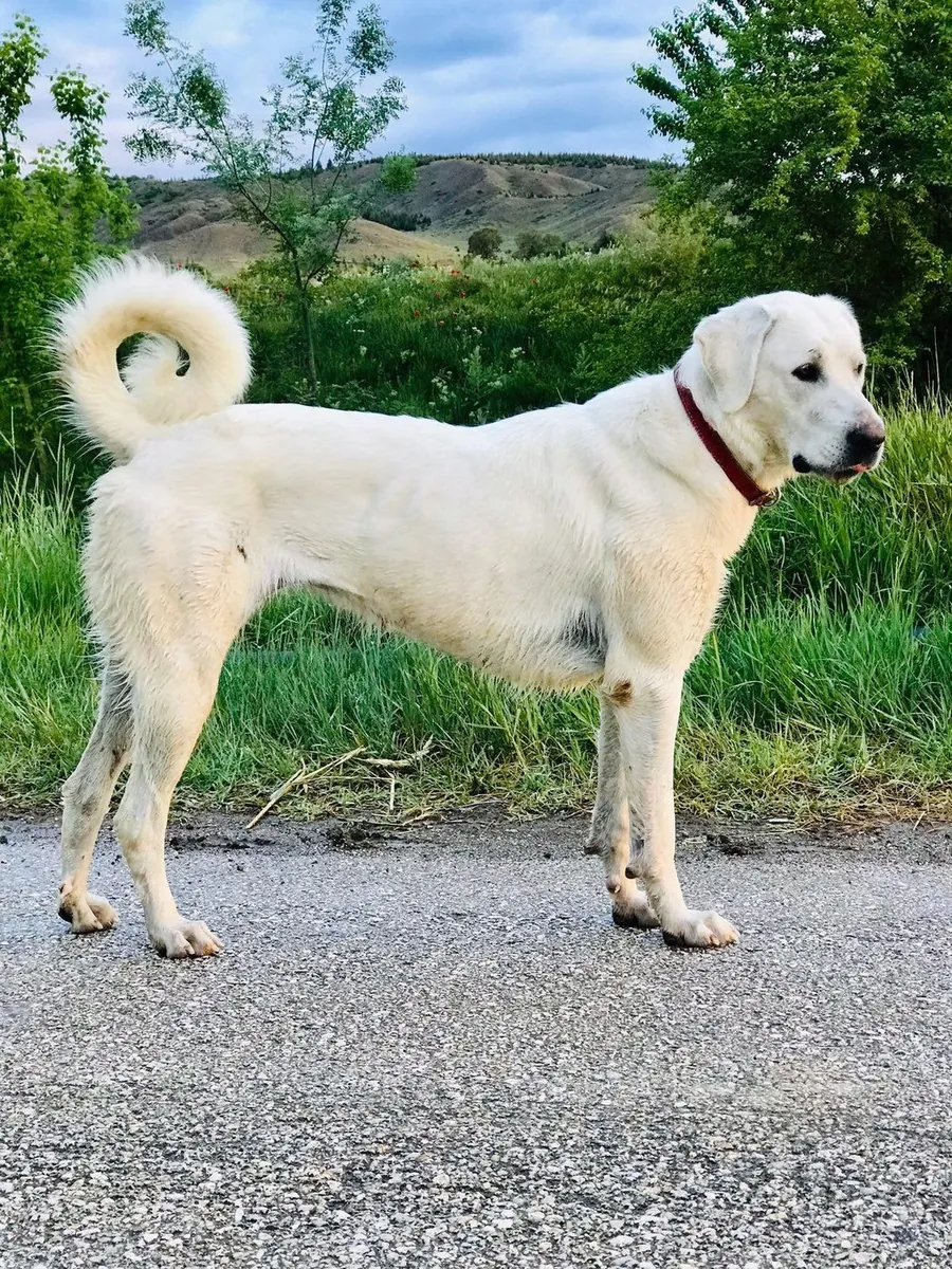 Akbaş Sahiplendirme | Sessiz, Zeki ve Güvenilir