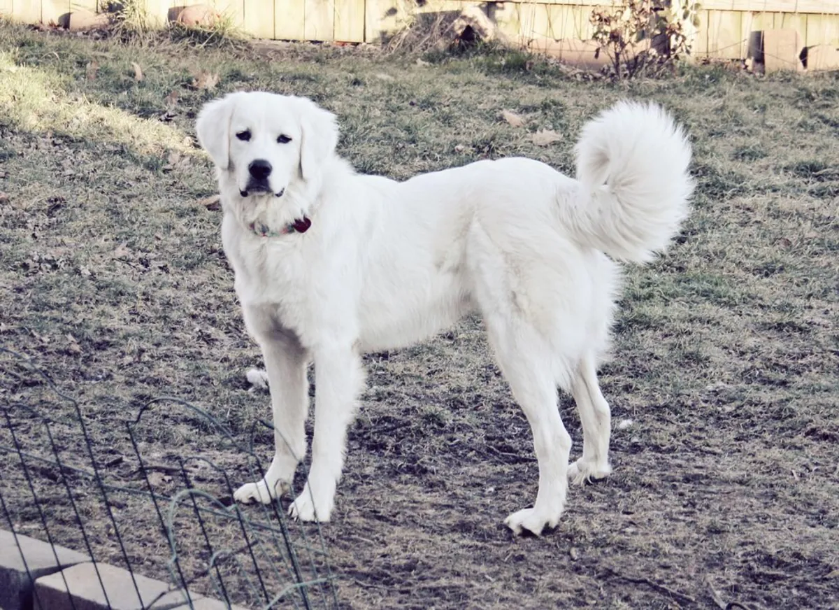 Akbaş Sahiplendirme | Sessiz, Zeki ve Güvenilir