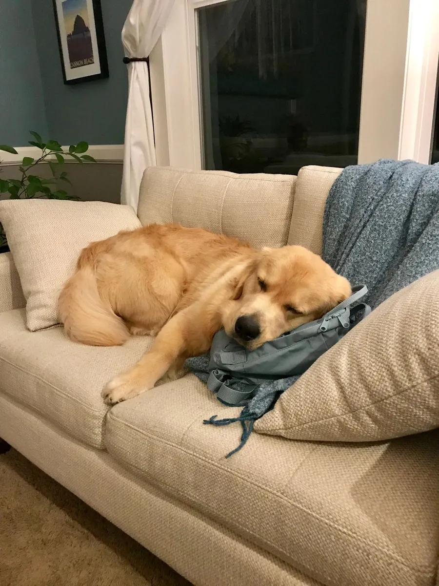 Golden Retriever Sahiplendirme | Aile ve Çocuk Dostu