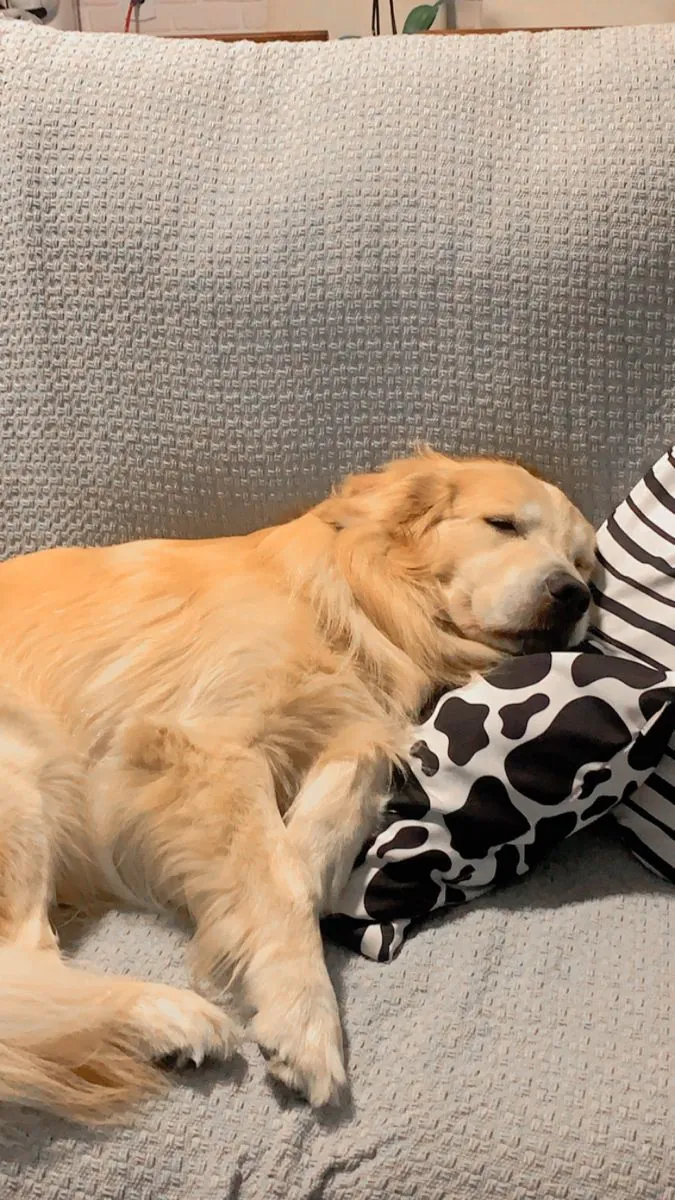 Golden Retriever Sahiplendirme | Aile ve Çocuk Dostu