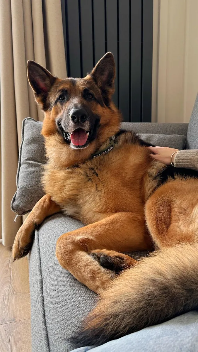 Alman Çoban Köpeği Sahiplendirme | Koruyucu ve Zeki