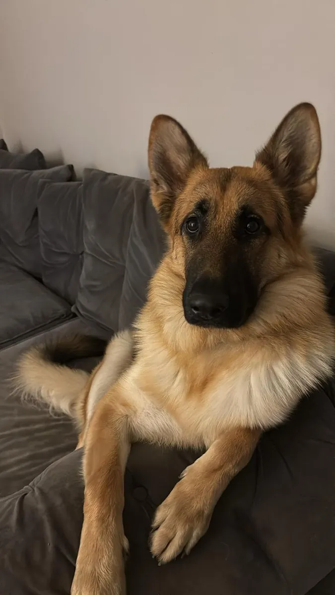 Alman Çoban Köpeği Sahiplendirme | Koruyucu ve Zeki