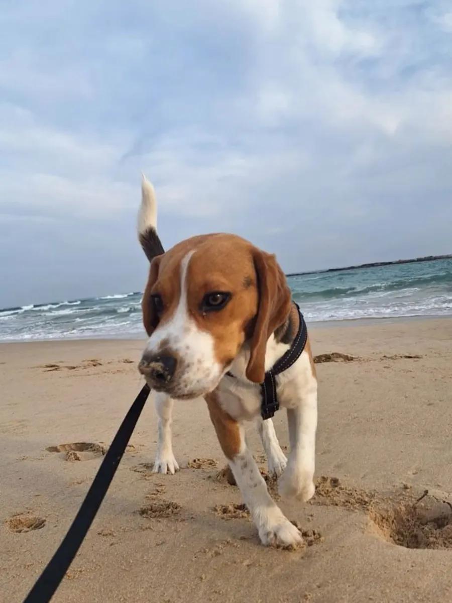 Beagle Sahiplendirme | Neşeli ve Meraklı