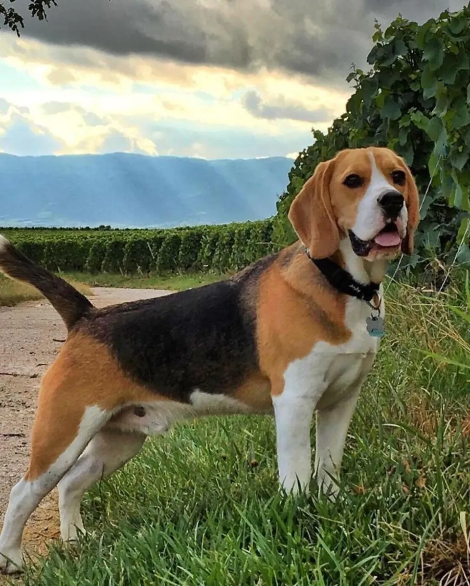 Beagle Sahiplendirme | Neşeli ve Meraklı