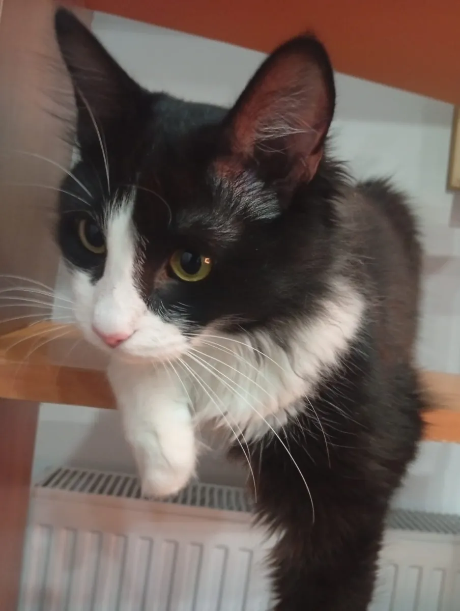A 1-year-old neutered, extremely people-friendly tuxedo cat.