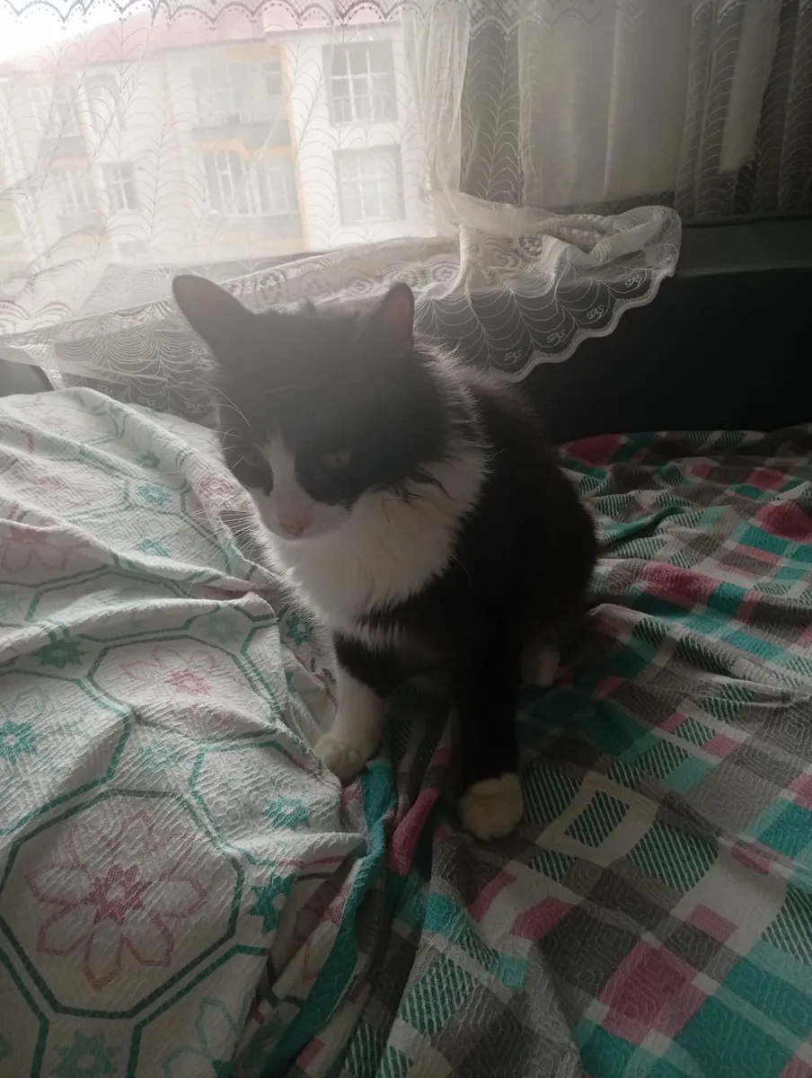 A 1-year-old neutered, extremely people-friendly tuxedo cat.