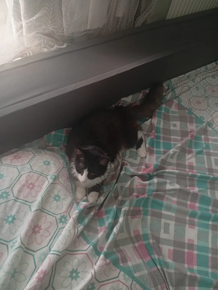 A 1-year-old neutered, extremely people-friendly tuxedo cat.