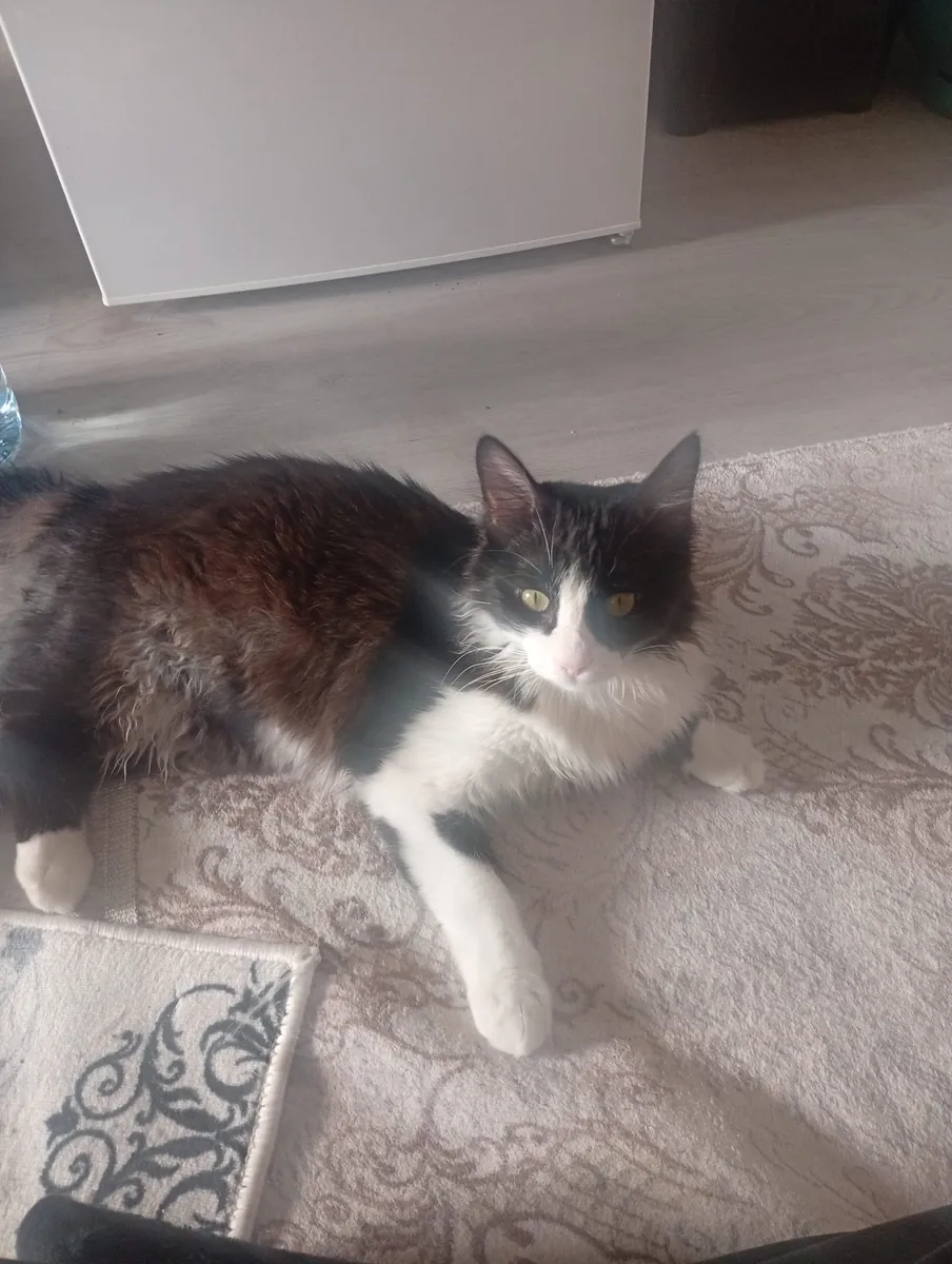 A 1-year-old neutered, extremely people-friendly tuxedo cat.