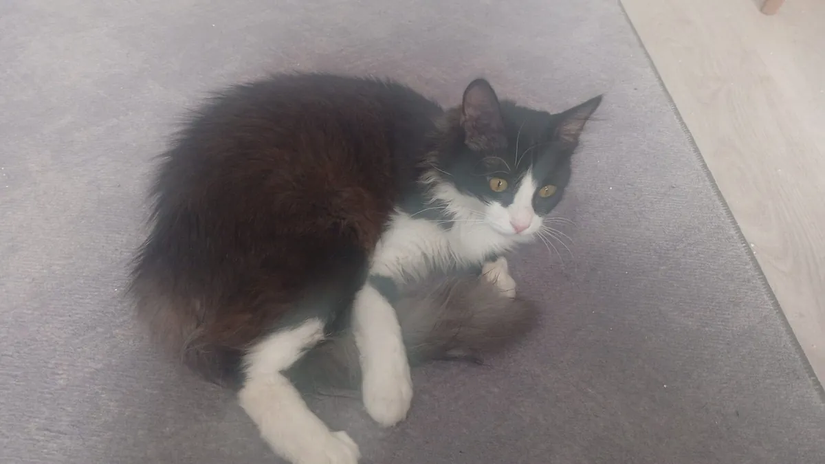 A 1-year-old neutered, extremely people-friendly tuxedo cat.