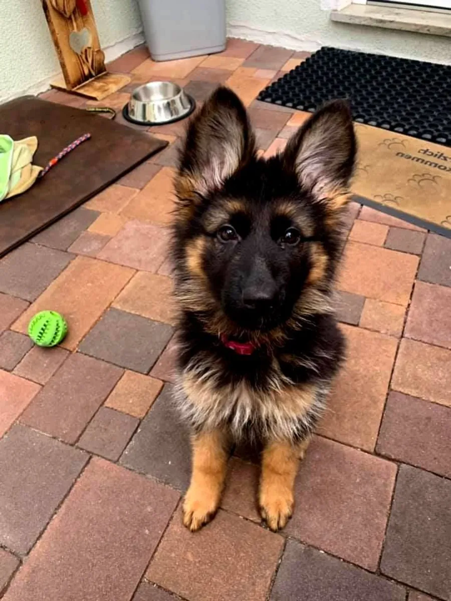 Немецкая овчарка в добрые руки | Умная и преданная