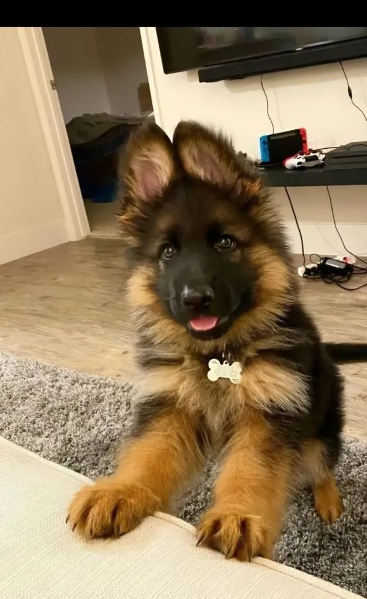 Немецкая овчарка в добрые руки | Умная и преданная