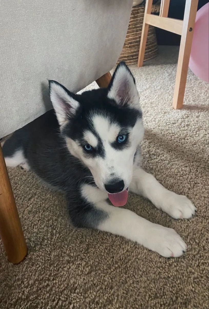 Сибирский хаски в добрые руки | Энергичный и дружелюбный