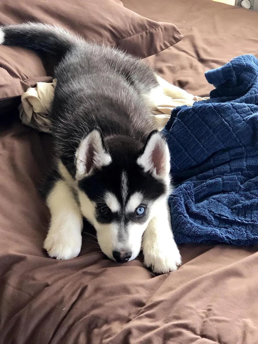 Сибирский хаски в добрые руки | Энергичный и дружелюбный