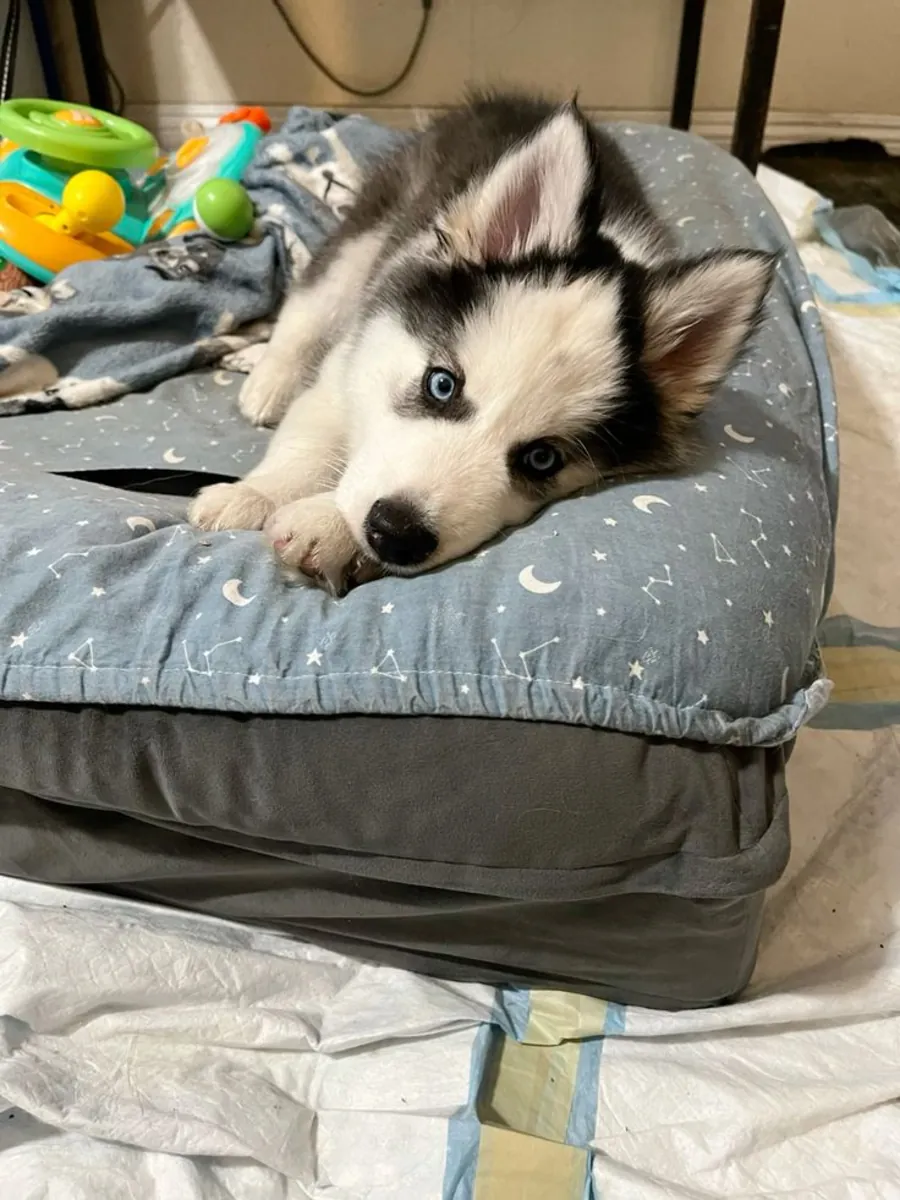 Сибирский хаски в добрые руки | Энергичный и дружелюбный