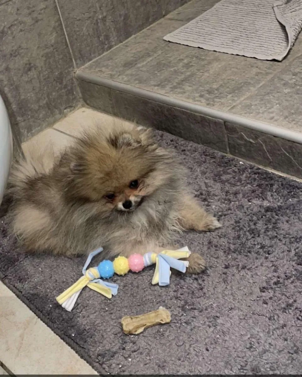 Померанский шпиц в добрые руки | Маленький и ласковый