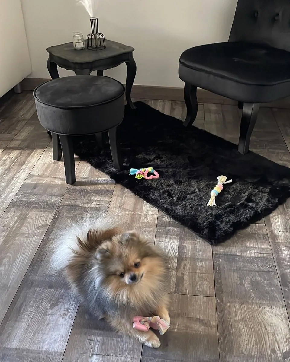 Померанский шпиц в добрые руки | Маленький и ласковый