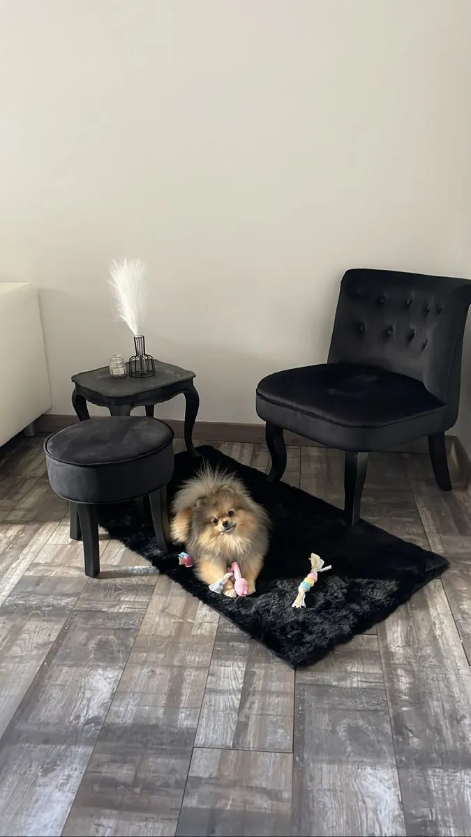 Померанский шпиц в добрые руки | Маленький и ласковый