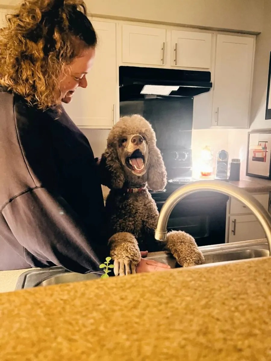 Пудель в добрые руки | Умный и легко обучаемый