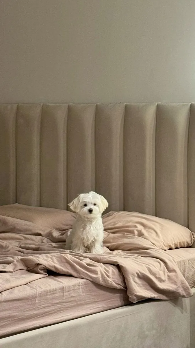 Мальтийская болонка в добрые руки | Спокойная и семейная