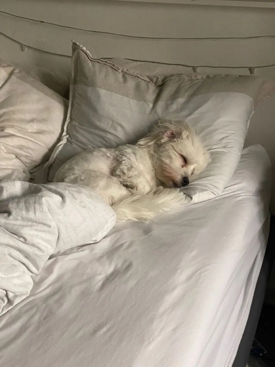 Мальтийская болонка в добрые руки | Спокойная и семейная