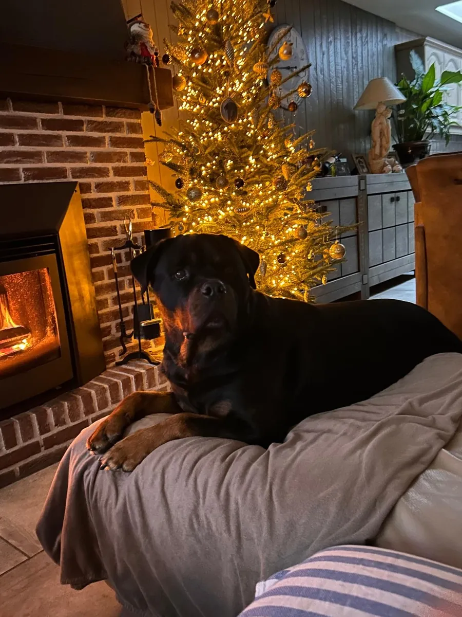 Rottweiler for Adoption in the UK | Loyal and Protective Companion