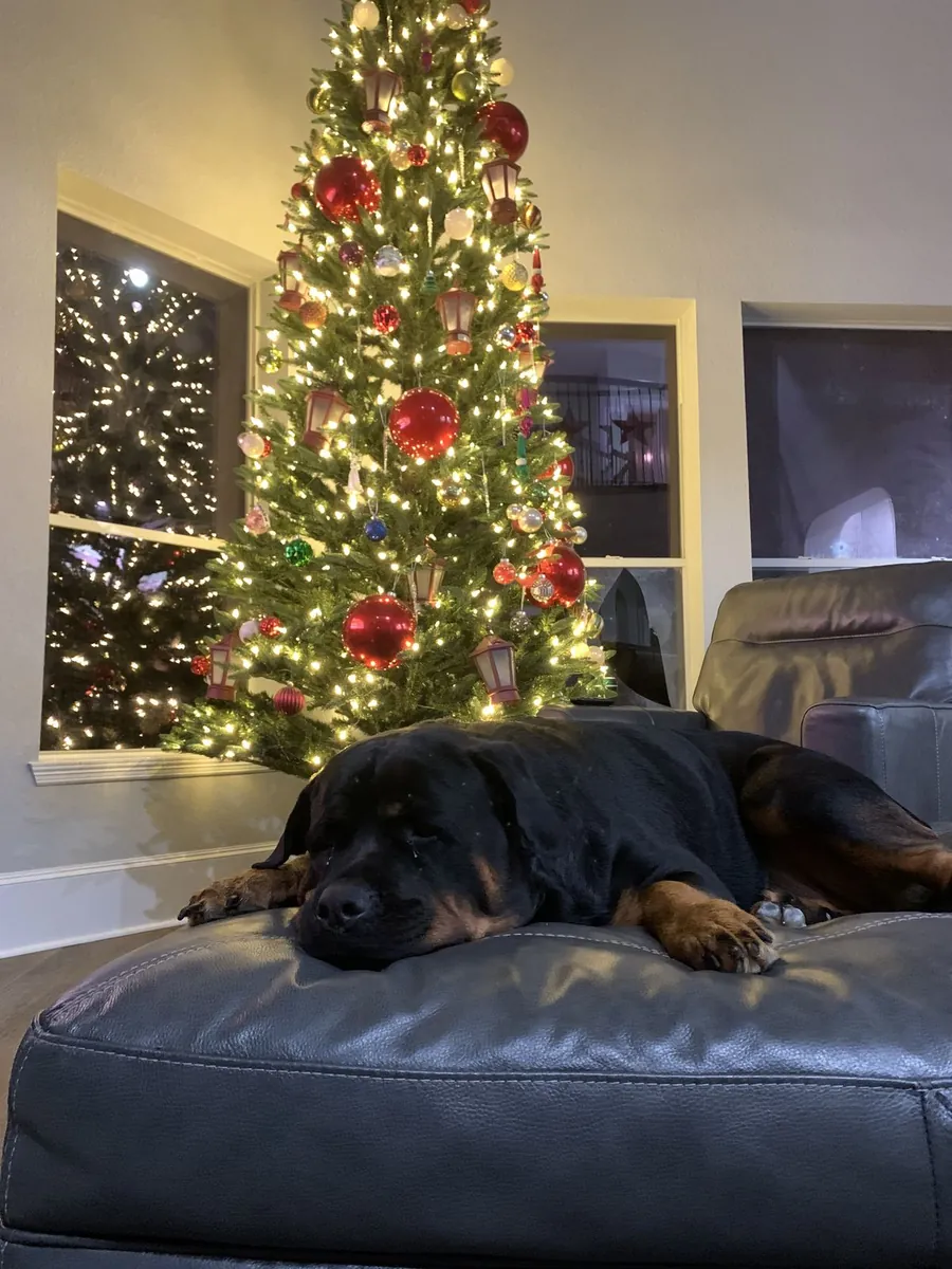 Rottweiler for Adoption in the UK | Loyal and Protective Companion