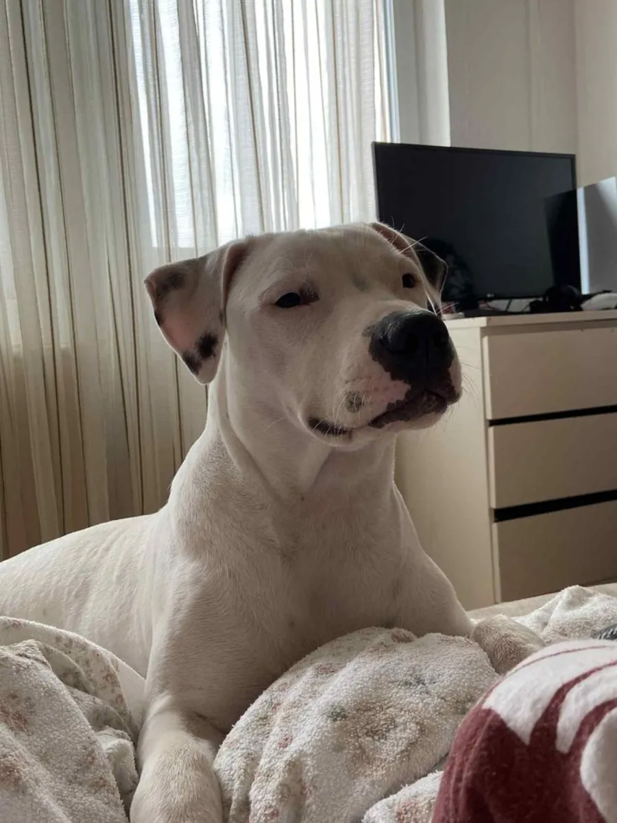 Dogo Argentino for Adoption in the UK | Powerful and Devoted