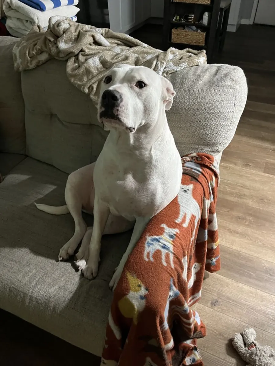 Dogo Argentino for Adoption in the UK | Powerful and Devoted