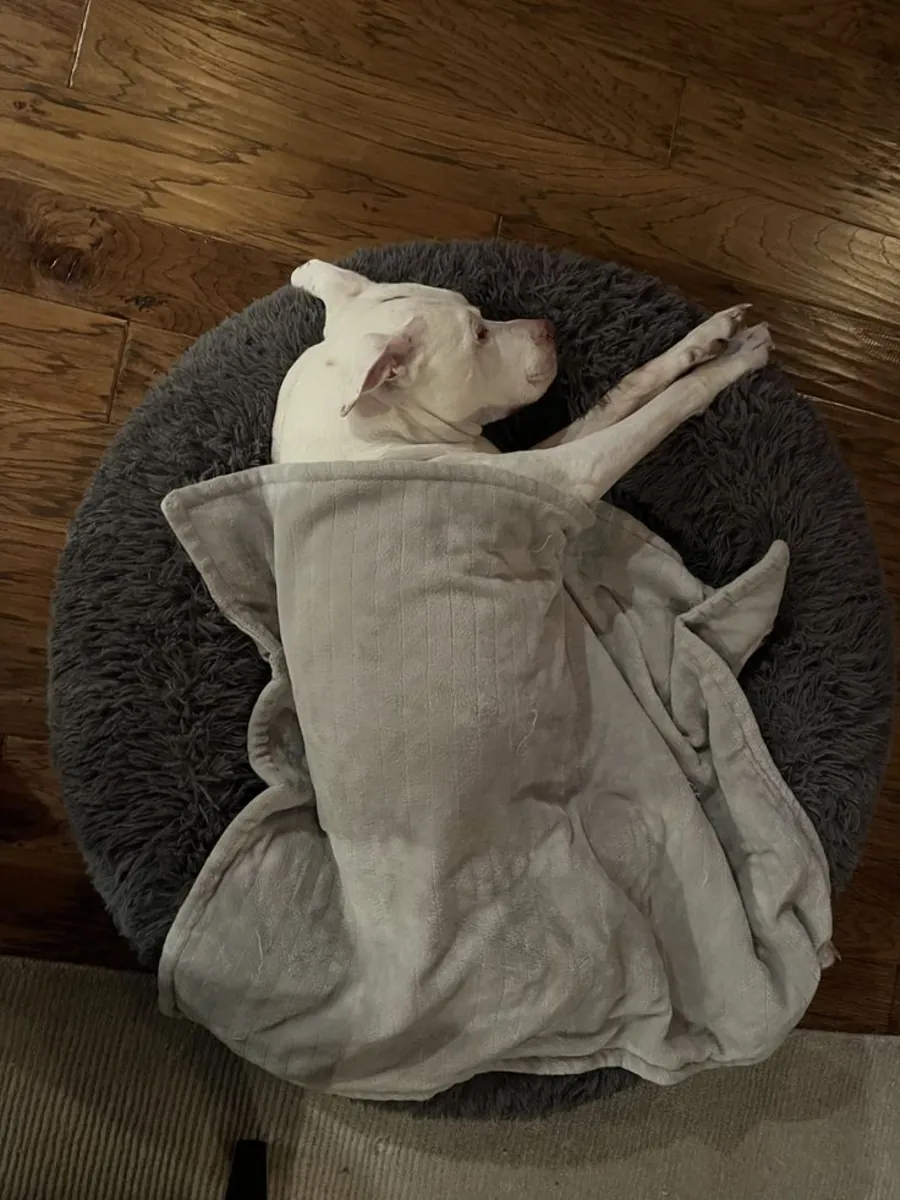 Dogo Argentino for Adoption in the UK | Powerful and Devoted