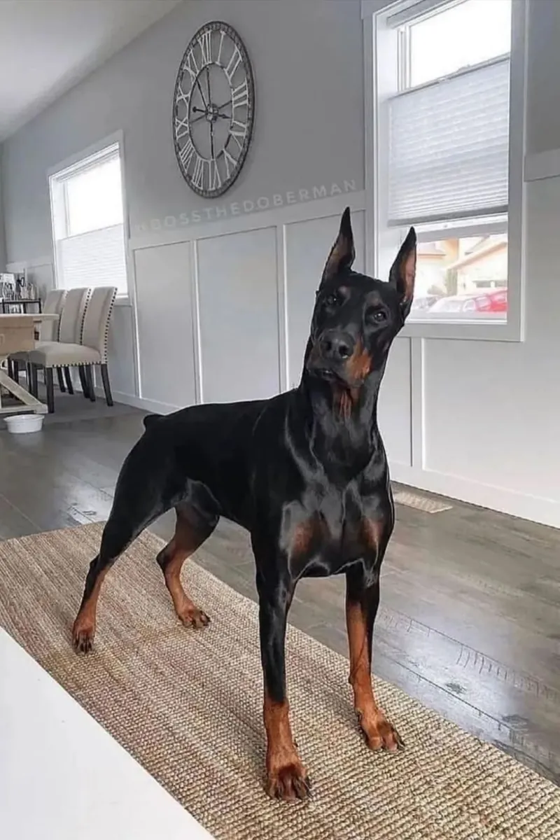 Doberman for Adoption in the UK | Intelligent and Alert