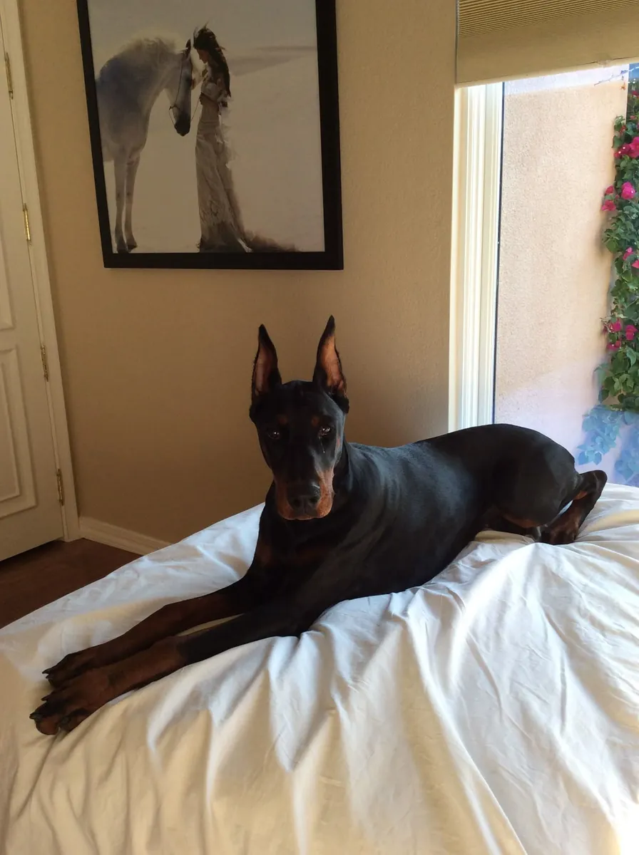 Doberman for Adoption in the UK | Intelligent and Alert