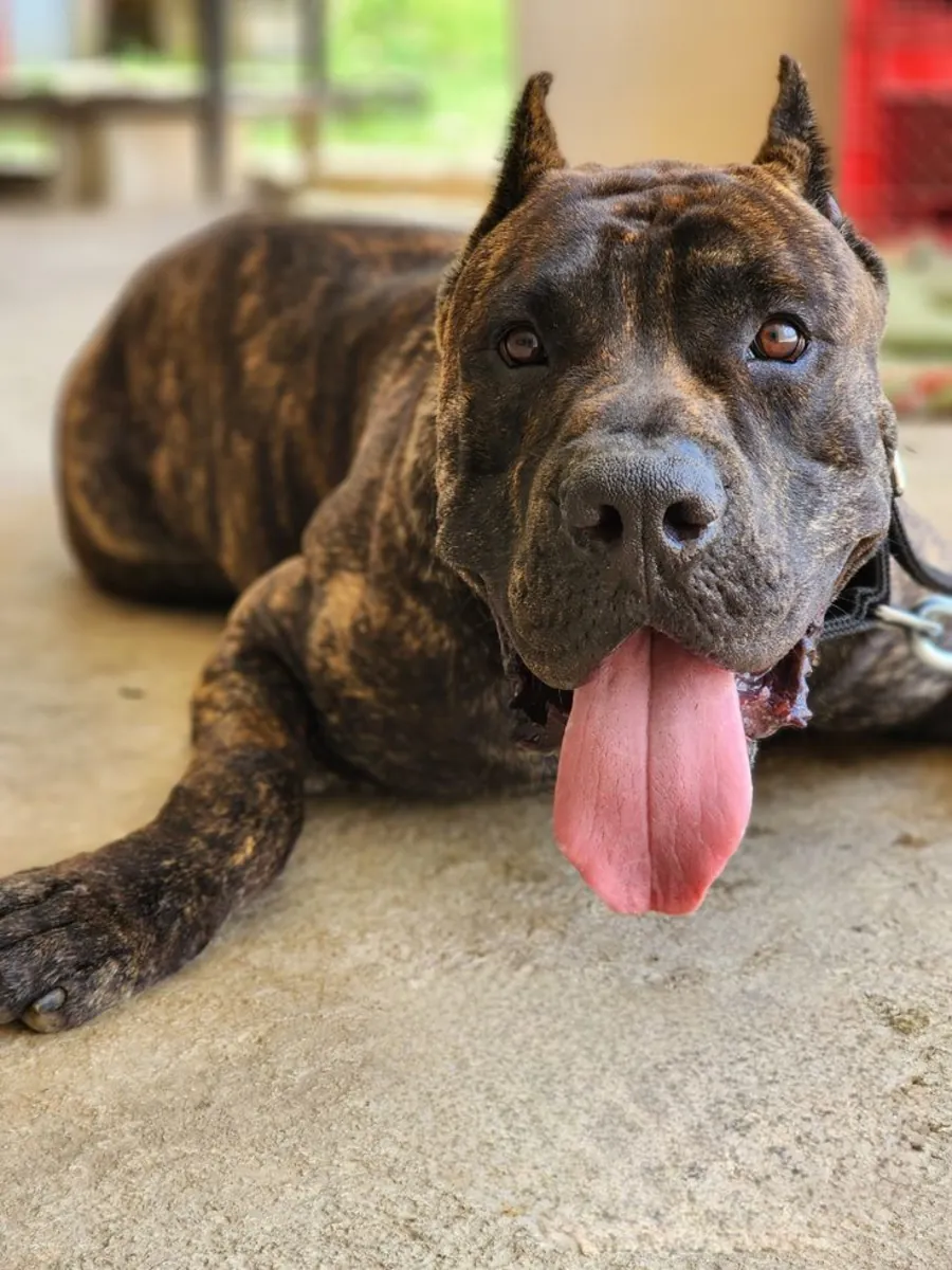 Presa Canario for Adoption in the UK | Strong Guardian Breed