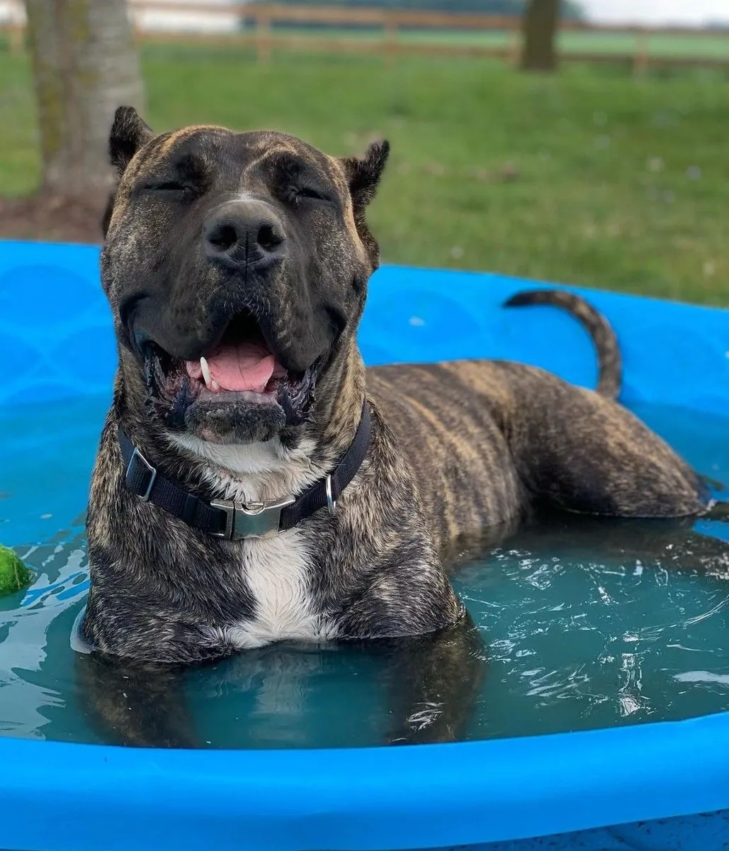 Presa Canario for Adoption in the UK | Strong Guardian Breed
