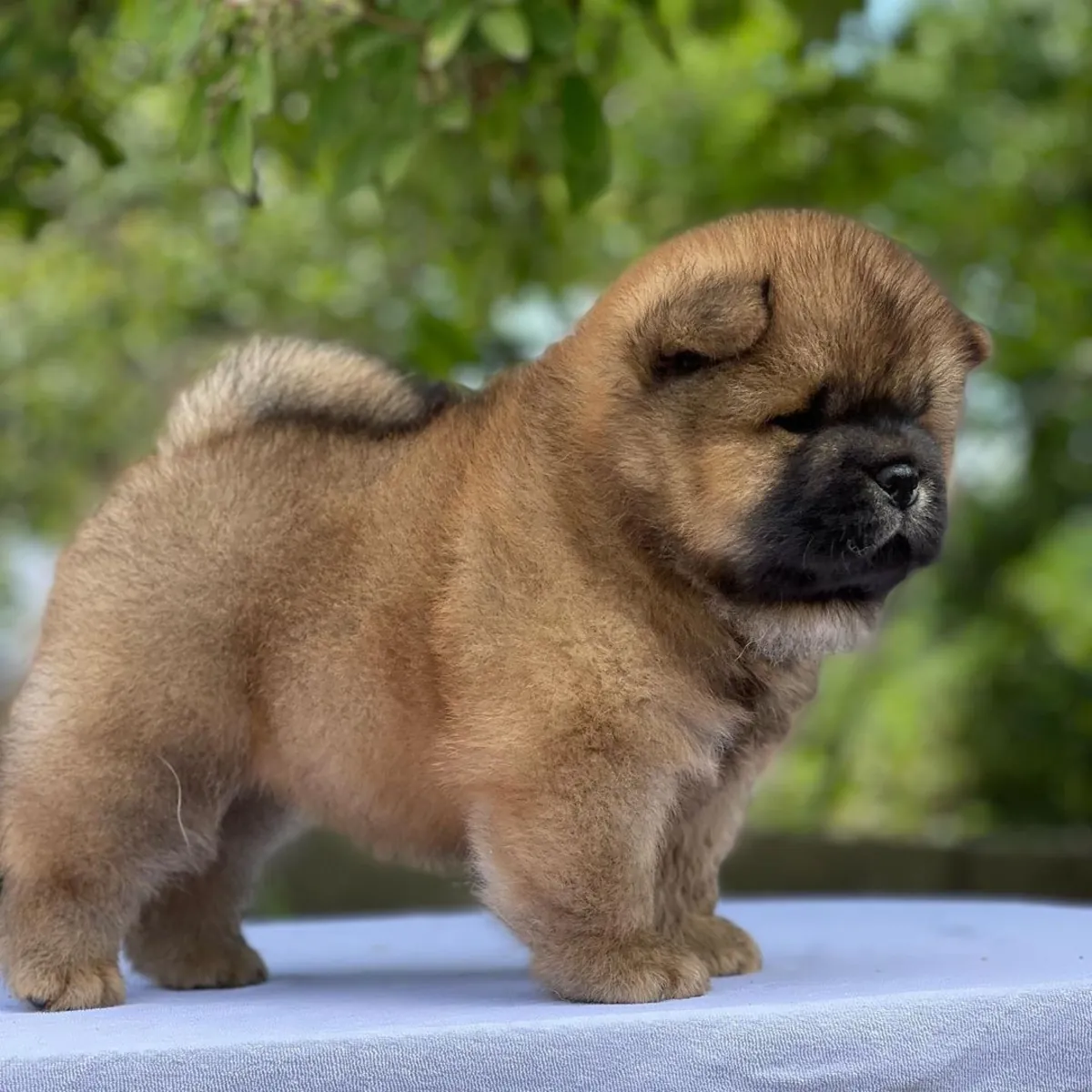 Chow Chow for Adoption in the UK | Calm and Independent