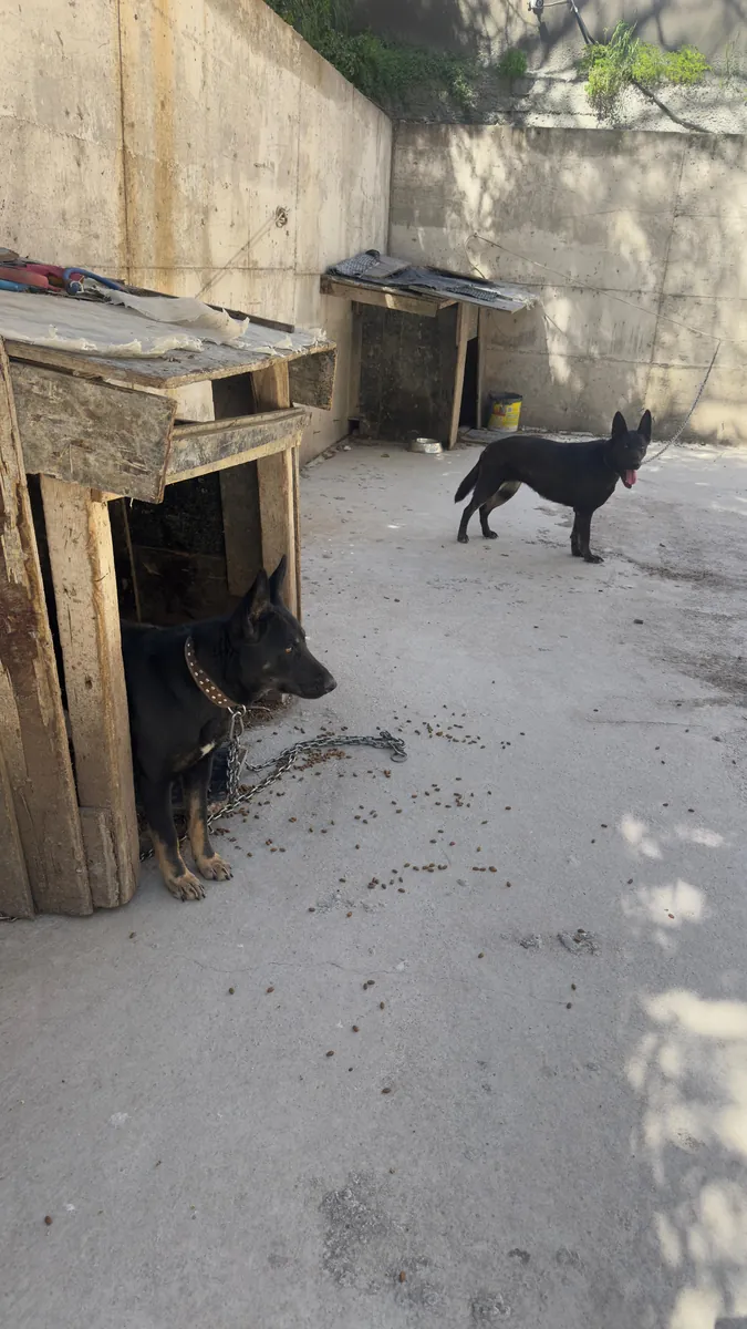 TWO SISTERS GERMAN SHEPHERD