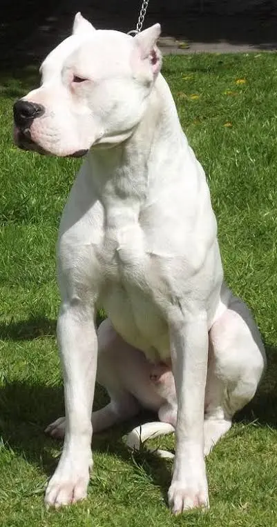 Pasha