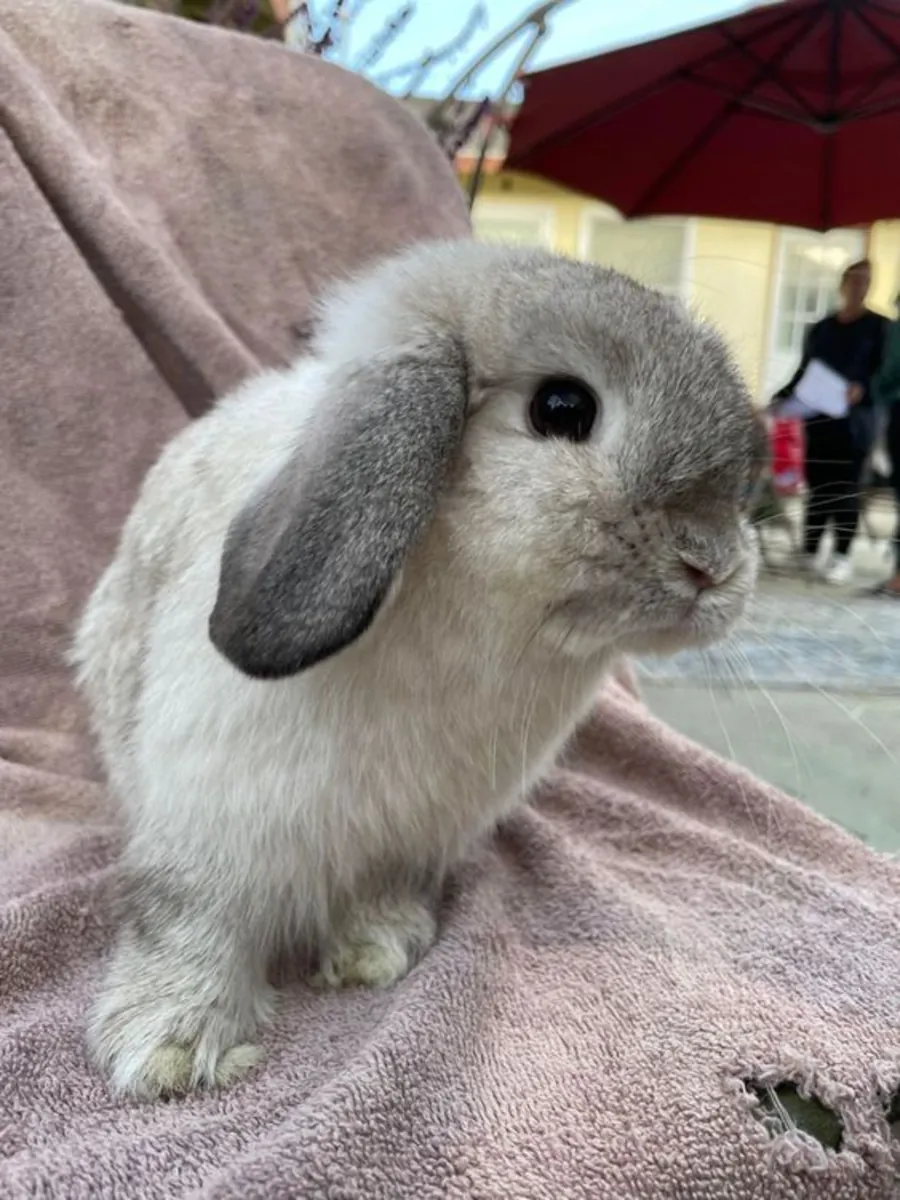 Melez Tavşan Satılık | Ev Ortamına Uygun ve Uysal