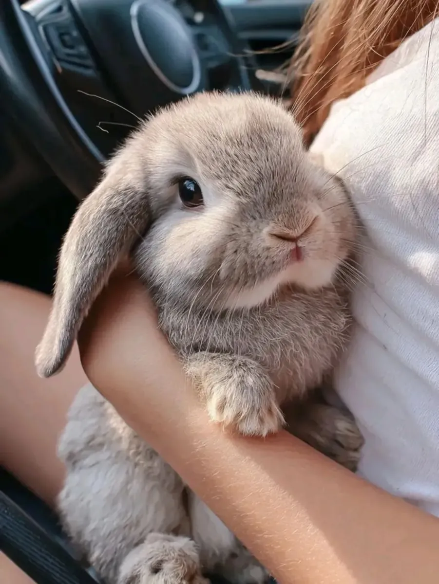 Melez Tavşan Satılık | Ev Ortamına Uygun ve Uysal