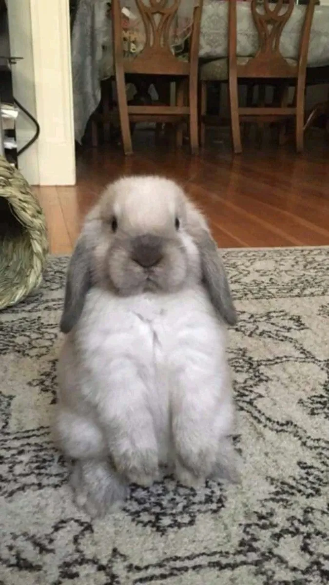 Mini Lop Tavşan Sahiplendirme | Sarkık Kulaklı ve Sevecen
