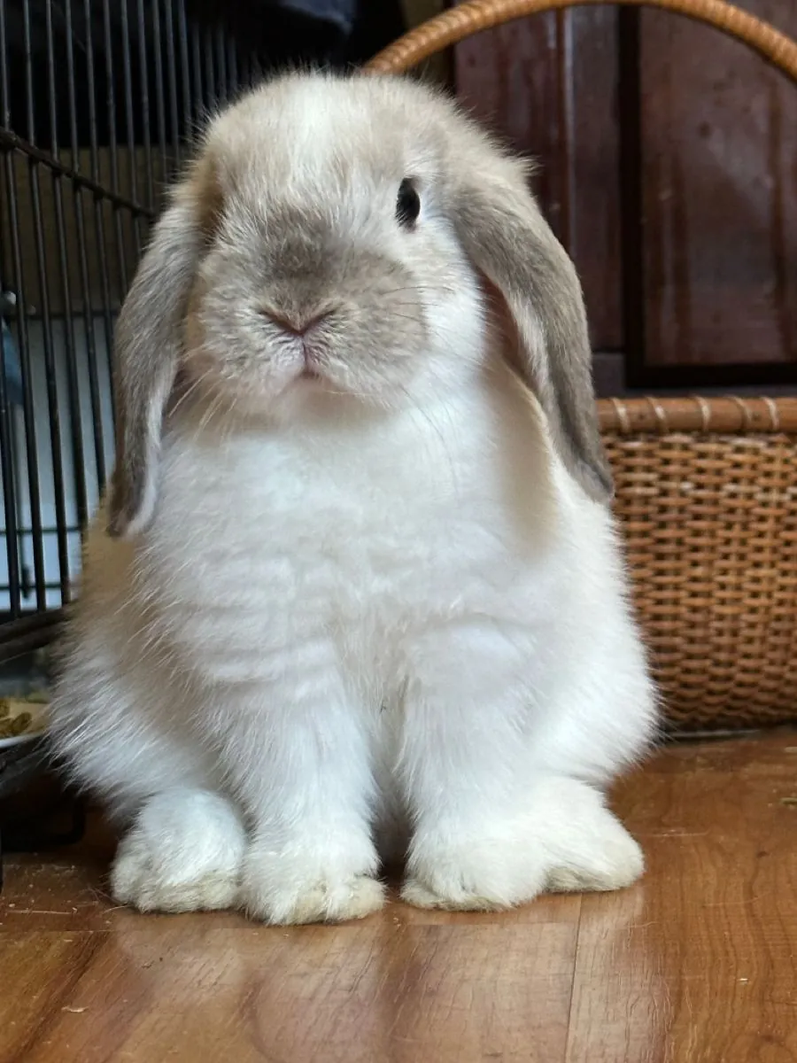 Mini Lop Tavşan Sahiplendirme | Sarkık Kulaklı ve Sevecen
