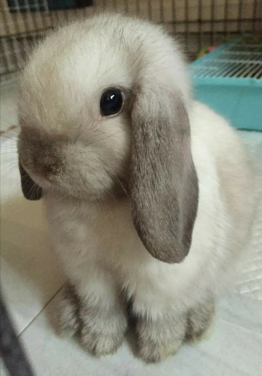 Mini Lop Tavşan Sahiplendirme | Sarkık Kulaklı ve Sevecen