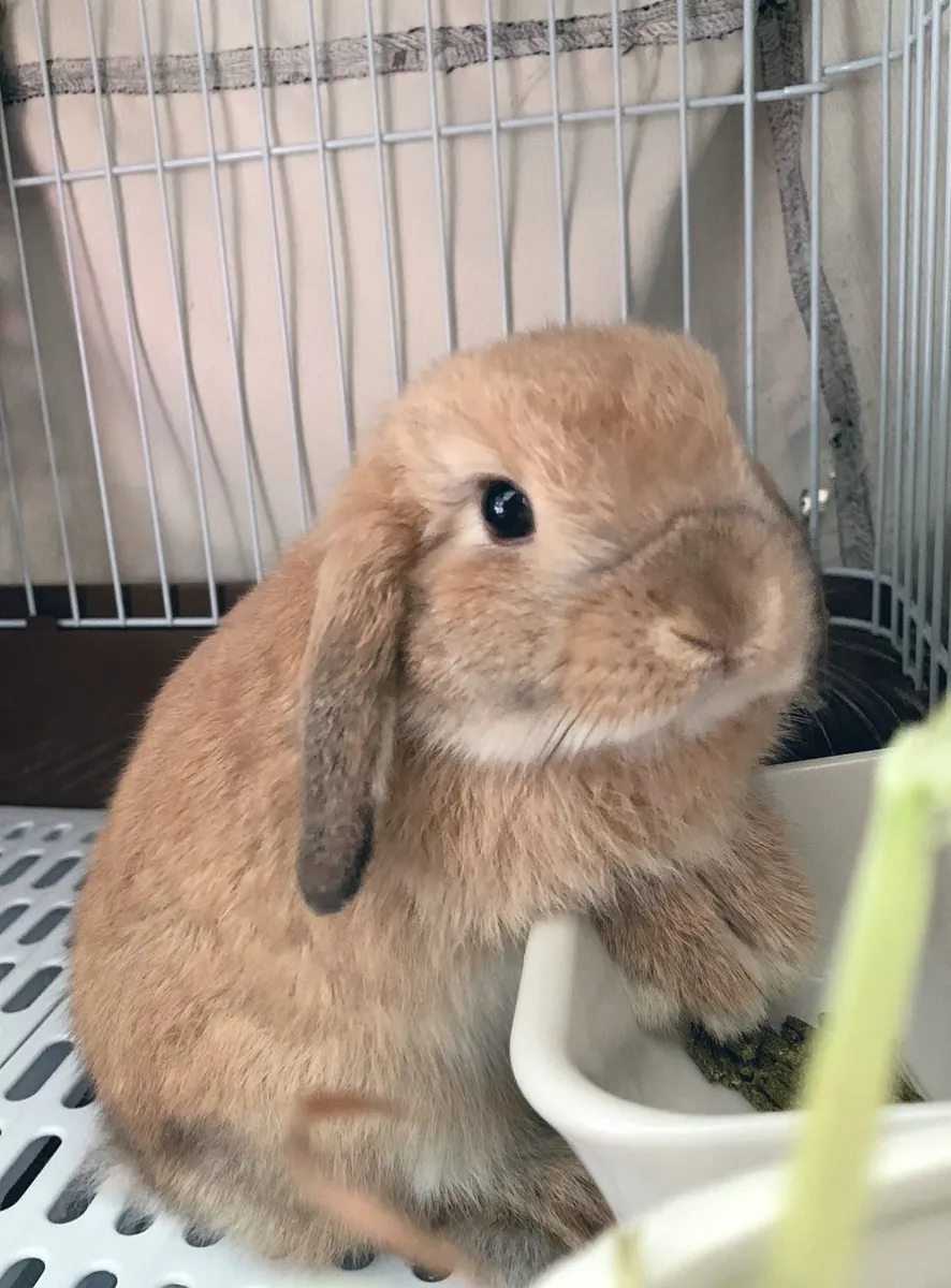 Holland Lop Sahiplendirme | Küçük Irk ve Uyumlu