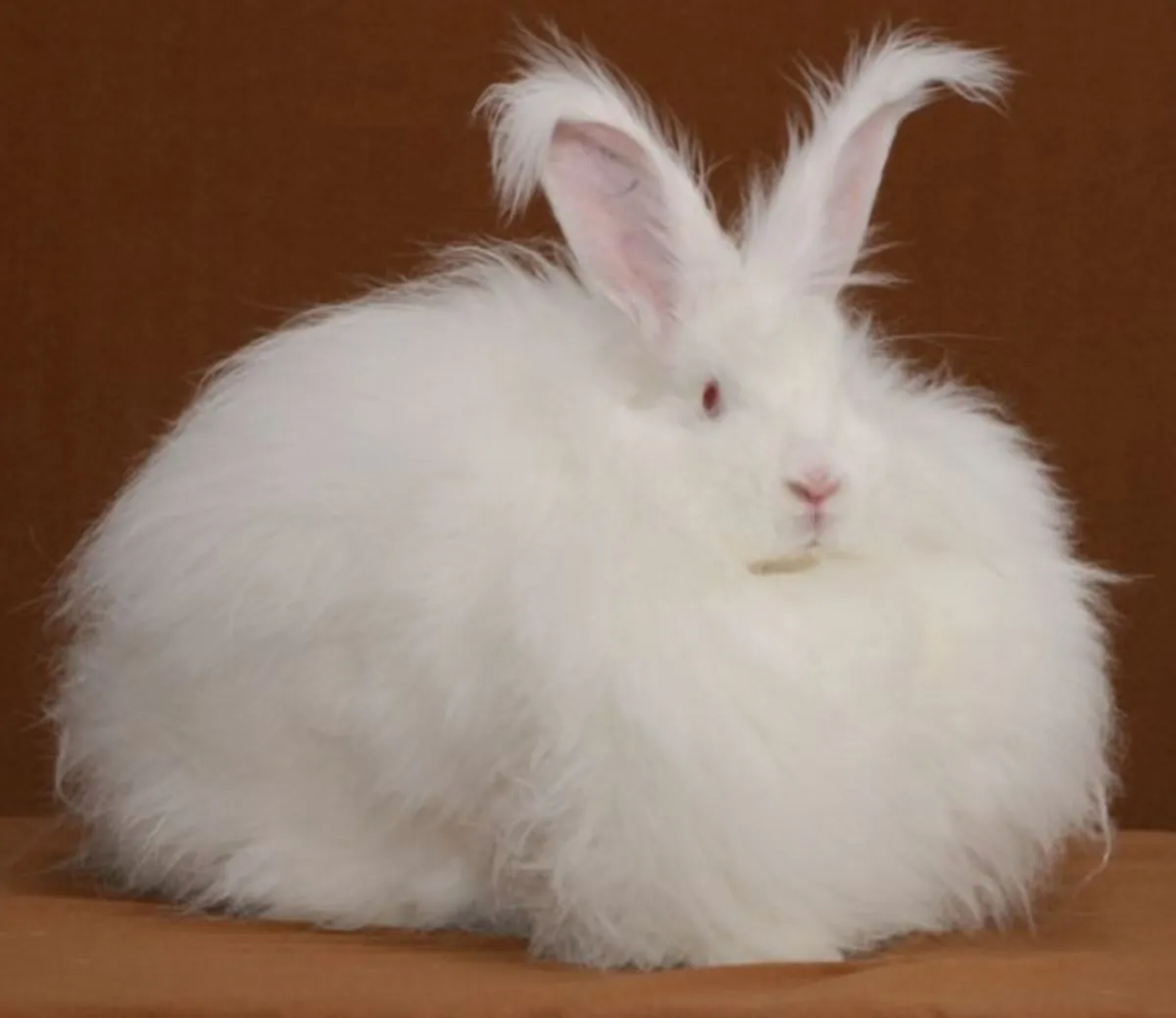 Giant Angora Tavşan Sahiplendirme | Gösterişli ve Özel Bakım Gerektirir