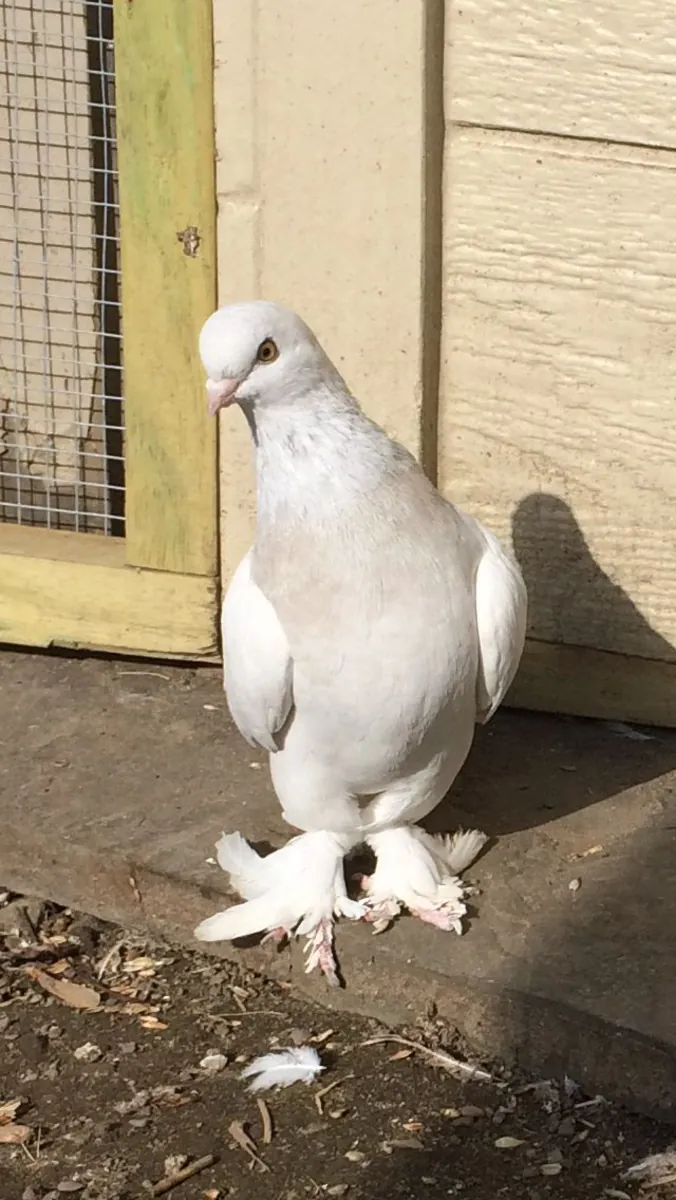 Taklacı Güvercin Sahiplendirme | Uçuş Yeteneği Güçlü