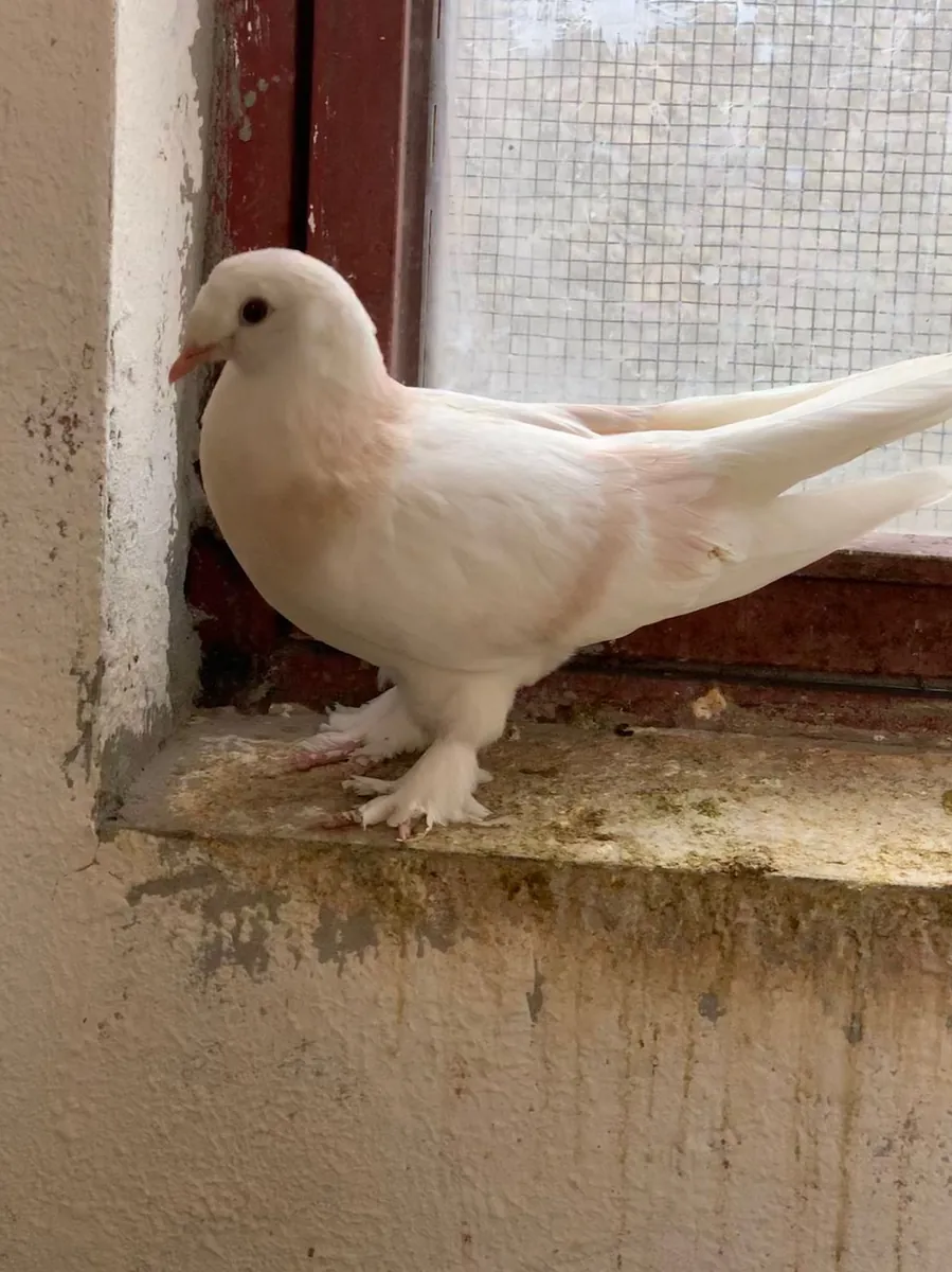 Taklacı Güvercin Sahiplendirme | Uçuş Yeteneği Güçlü