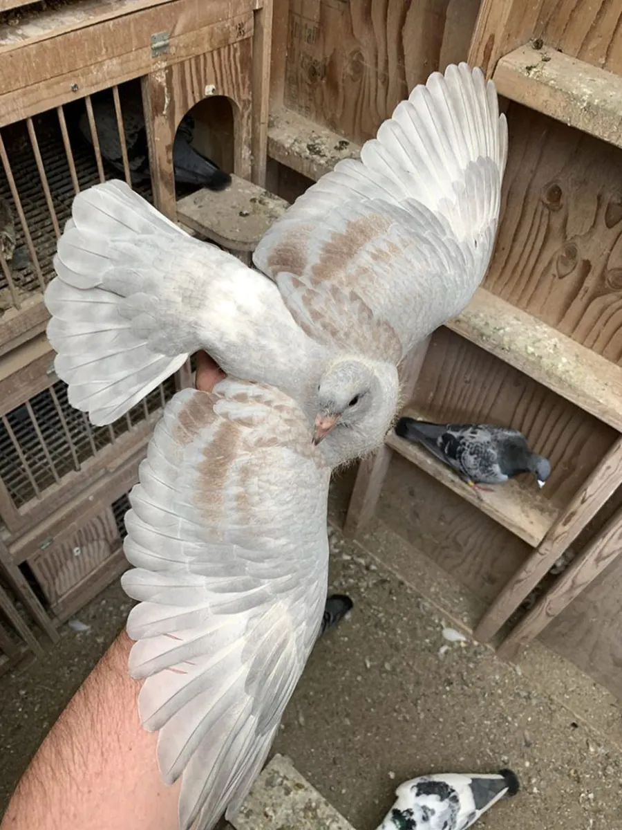 Homing Pigeon Sahiplendirme | Güçlü Yön Bulma Yeteneği