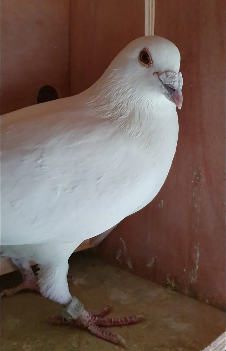 Yarış Güvercini Sahiplendirme | Hızlı ve Dayanıklı