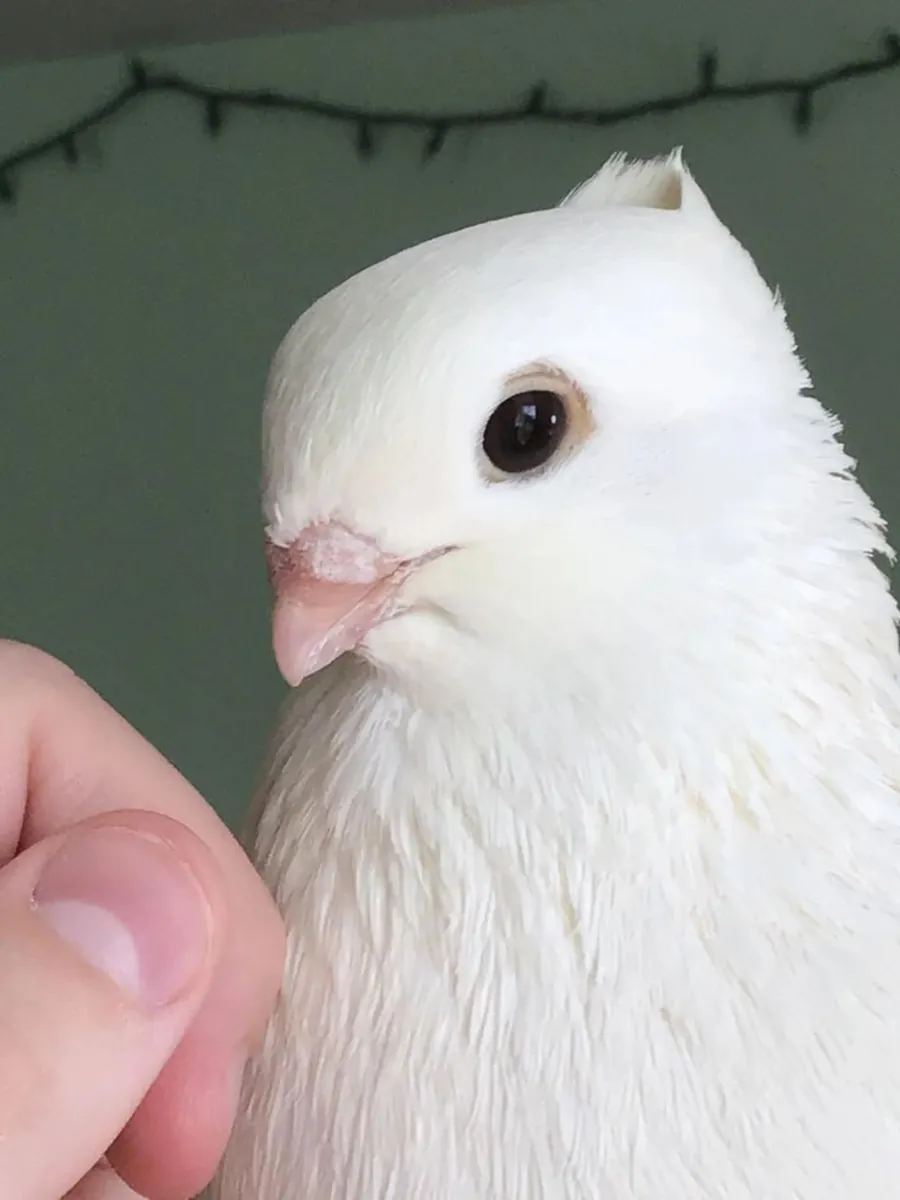 Süs Güvercini Sahiplendirme | Estetik ve Gösterişli