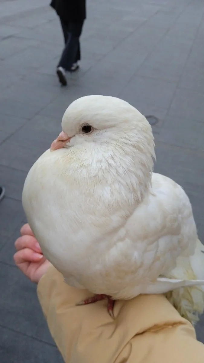 Süs Güvercini Sahiplendirme | Estetik ve Gösterişli